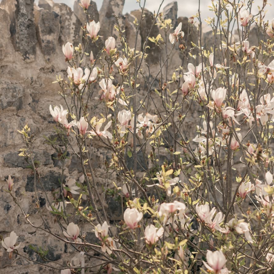 Magnolia blossoms opening against weathered stone
