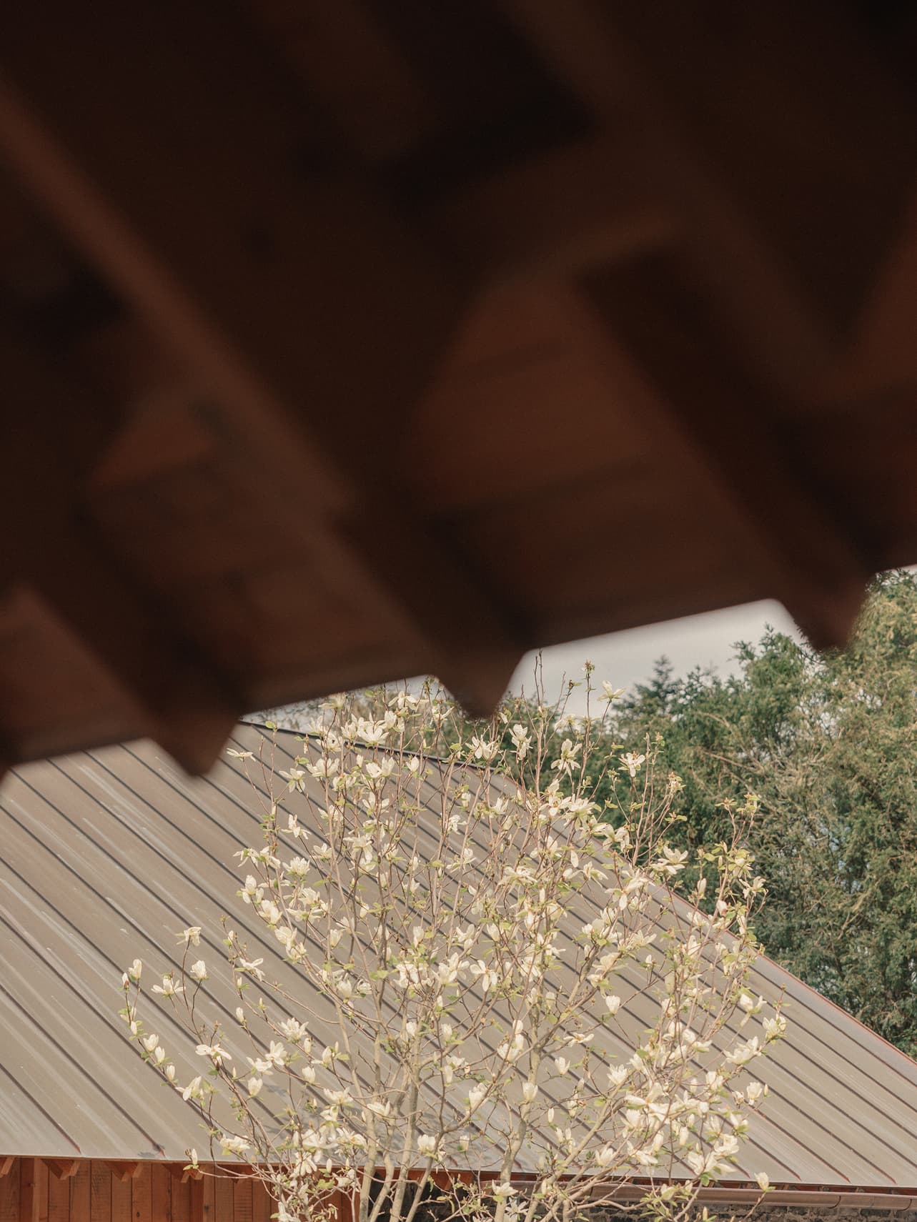 The Ómós restaurant rooftops framed by a flowering magnolia tree