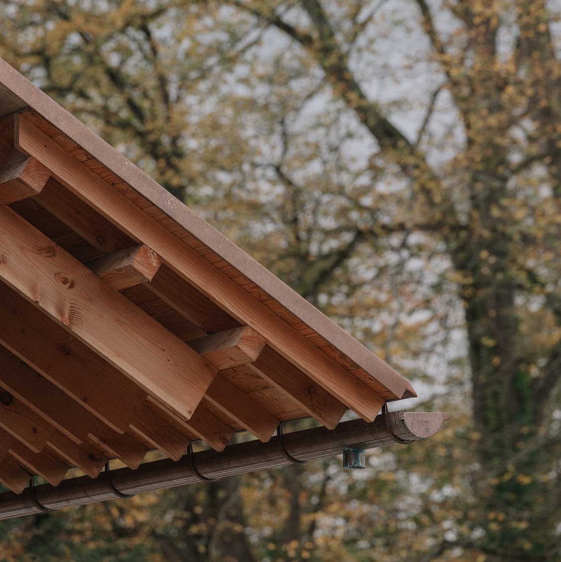 The Ómós rooftop framed by autumn trees