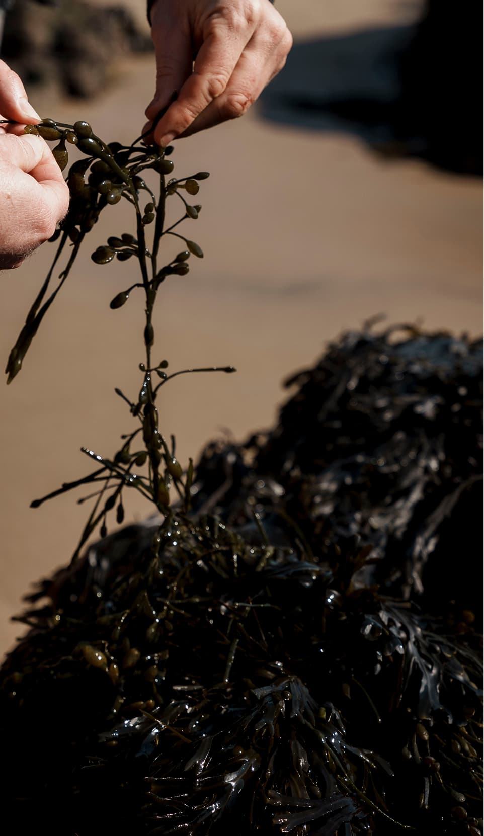 Hands presenting a dish of pickled rhubarb and peas on bay leaves