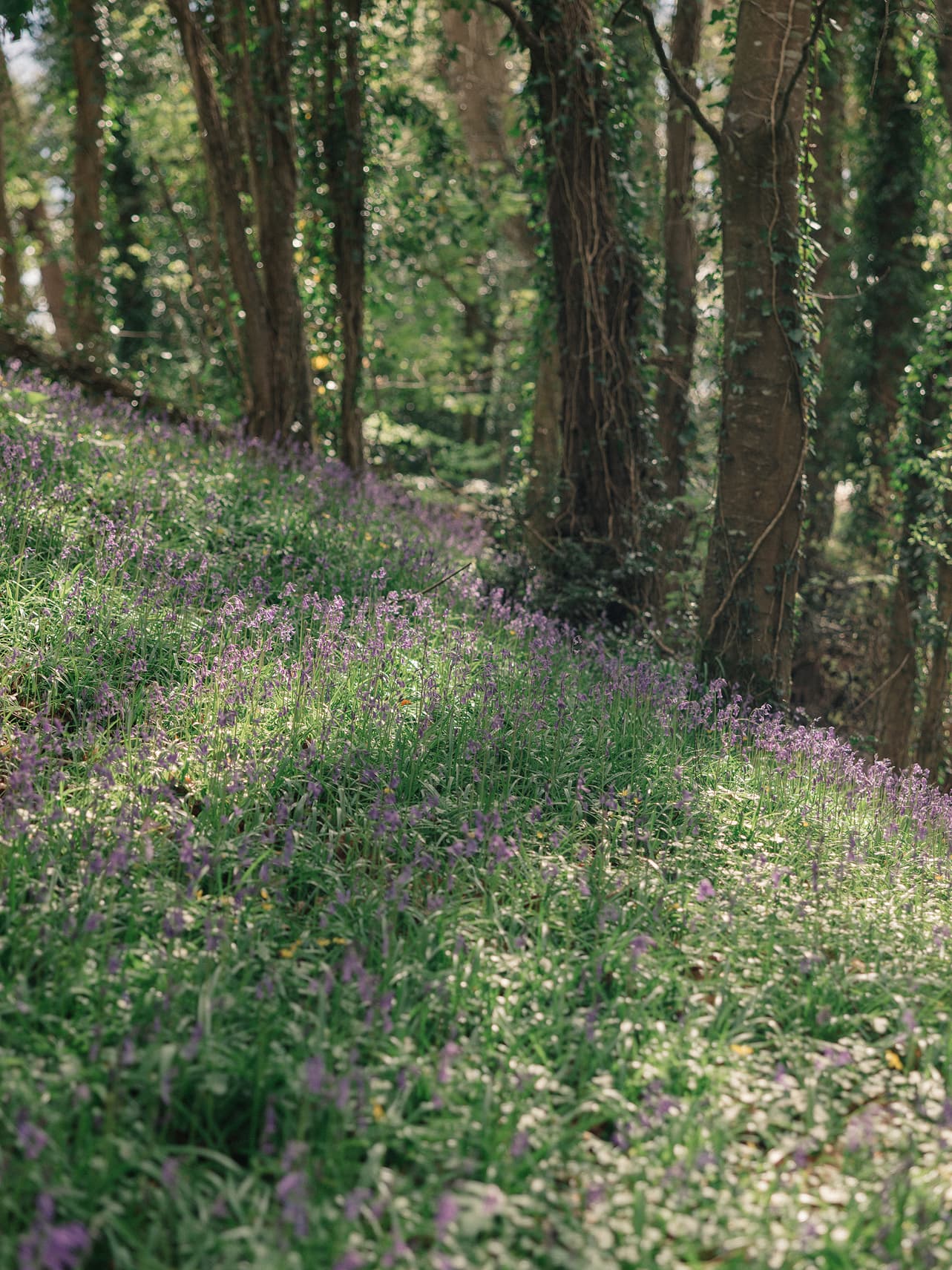 A carpet of wildflowers and bluebells in the Ómós garden